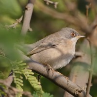 Menetries's Warbler